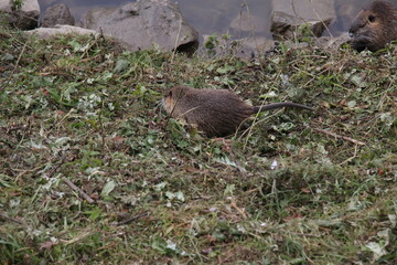 Myocastor coypus on the banks of the Nitra River in the city of Nitra in Slovakia.