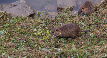 Myocastor coypus on the banks of the Nitra River in the city of Nitra in Slovakia. © Serge