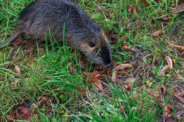 Myocastor coypus on the banks of the Nitra River in the city of Nitra in Slovakia.