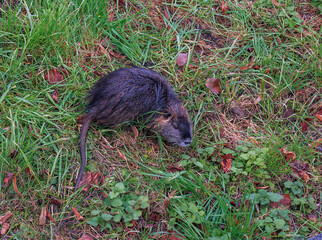 Myocastor coypus on the banks of the Nitra River in the city of Nitra in Slovakia.