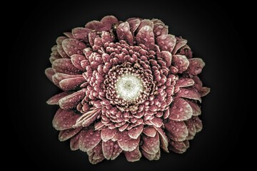 lace doily on black background