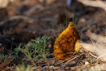 Seta Suillus mediterraneensis con la base rota enseña sus láminas, Alcoy, España