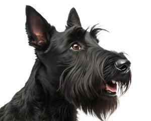 Black scottish terrier portrait isolated on white background. Black scottish terrier headshot on white background
