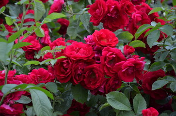 Bright red raspberry roses as a background, a bush of beautiful flowers 