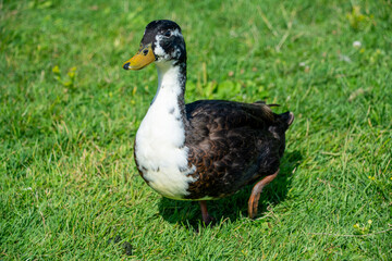 The Swedish Blue or Blue Swedish is a Swedish breed of domestic duck.