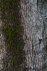 Detailed view of textured bark with lichen and moss growth on a cold day.