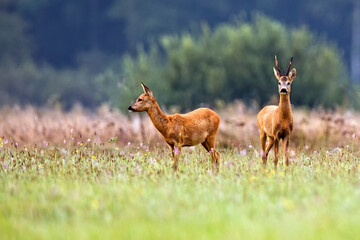 Buck deer with roe deer in the wild