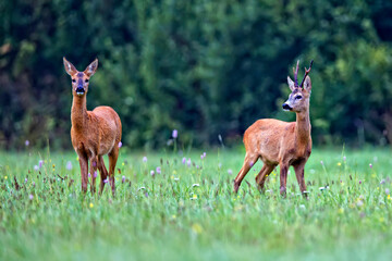 Buck deer with roe deer in the wild