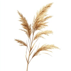 Fototapeta premium A single, large golden grass plant with long leaves and a wide crown