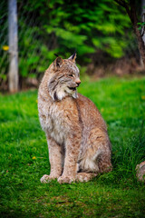 A cat is sitting on the grass in a zoo enclosure
