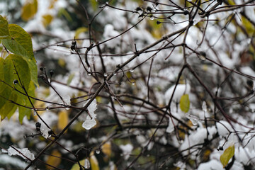 Delicate branches with lingering autumn leaves and icicles, merging fall and winter in a single frame.