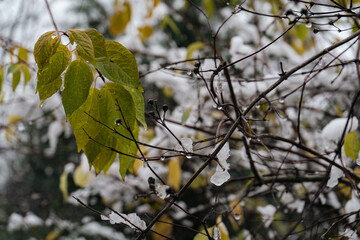 Delicate branches with lingering autumn leaves and icicles, merging fall and winter in a single frame.