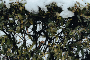 Snow-covered hedge with green leaves peeking through, illustrating winter's arrival.