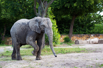 elephant in the clearing