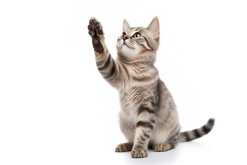 cute cat with raised front paw on a white background