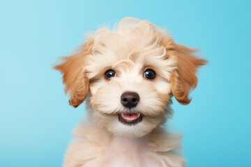 Obraz premium A cute puppy with soft, curly fur sitting adorably against a light blue background, for pet-themed projects or advertisements.