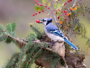blue jay with red berry in beak