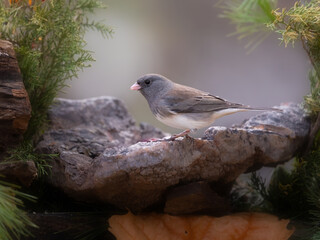 pink sided junco