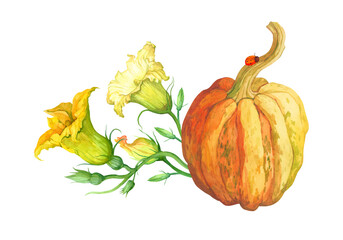 Watercolor illustration with orange pumpkin and flowers on white background. Bright illustration is perfect for menu, autumn and summer design, textiles and invitations.