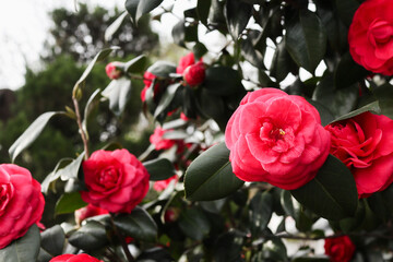 Red camellia flower blossom 