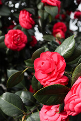 Red camellia flower blossom 