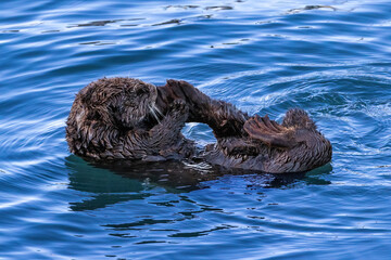 Obraz premium Sea otter&nbsp;(Enhydra lutris) floating on the water of Morro Bay, California, holding one foot by its mouth. 