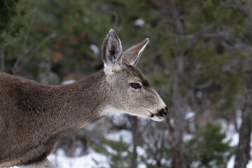 closeup portrait, young mule deer (Odocoileus hemionus) at Grand Canyon National Park in winter. Forest and snow in the background
