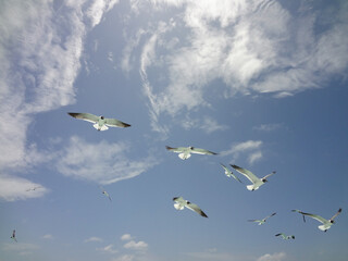  Seabirds or seagulls flying in blue sky, Los Roques National Park