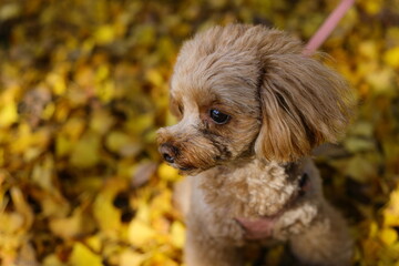 イチョウの公園をさんぽするトイ・プードル