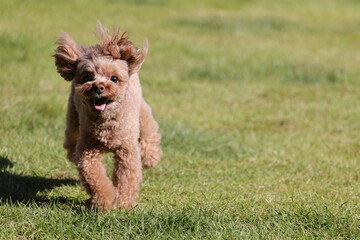 ドッグランで遊ぶトイ・プードル