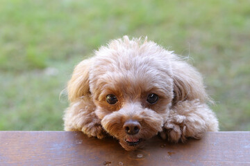 庭からウッドデッキに登ろうとしているトイ・プードル