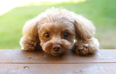 芝生を背景にこちらを向いているトイ・プードル