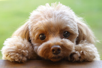 芝生を背景にこちらを向いているトイ・プードル