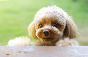 庭から飼い主を見ているトイ・プードル