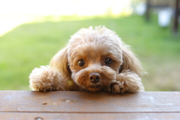 庭から飼い主を見ているトイ・プードル