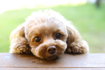 芝生を背景にこちらを向いているトイ・プードル