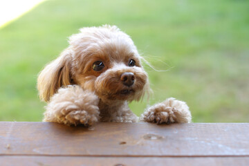 芝生を背景にこちらを向いているトイ・プードル