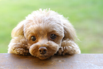 芝生の庭から飼い主を呼ぶトイ・プードル