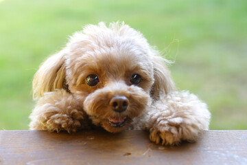 芝生の庭から飼い主を呼ぶトイ・プードル