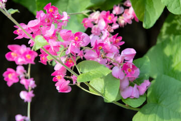 A delicate cluster of pink flowers intertwined on a vine, with a bee busily gathering nectar