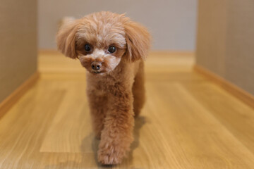 室内を歩くトイ・プードル