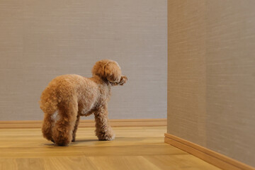 家の中で角を曲がるトイ・プードル