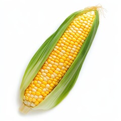 A fresh corn cob with kernels visible, detailed yellow and green husk, isolated on white background