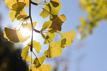 紅葉しているイチョウの葉