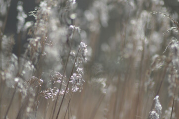 Grass in the Summer Sun, Sunlight, Summer Evening 