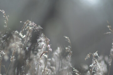 drops of dew
