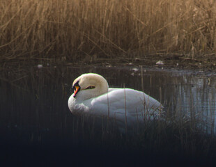 Swan Relaxing on Summer Evening 