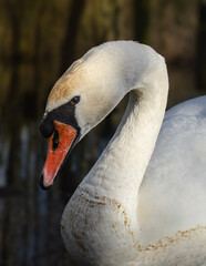 Obraz premium mute swan cygnus olor