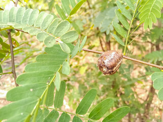 Eggs of Asian jumping mantis or Statilia maculata, Found on tree trunks