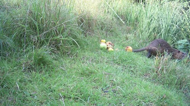 Nutria (Myocastor coypus) mit nassem Fell holt sich einen Fallobst-Apfel auf einer Wiese